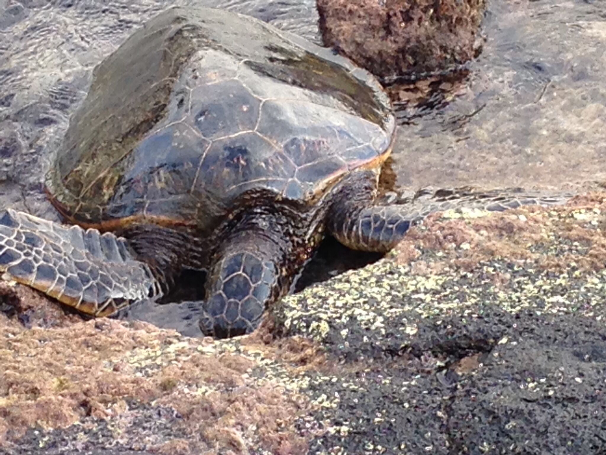 Una tortuga marina sobre una superficie rocosa.