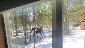 A window with a view of a snowy outdoor area, trees, and a building in the background.