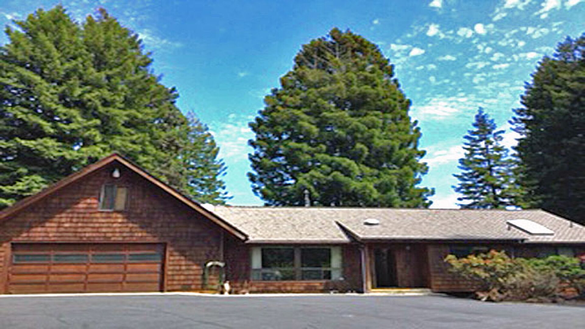 Pudding Creek Woods - Out of the Fog