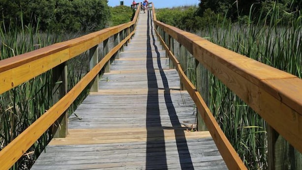 A wooden boardwalk with railings, surrounded by dense vegetation. - Ocean view, unique, stylish, contemporary, upscale condo with a modern ambiance (Hilton Head Island)