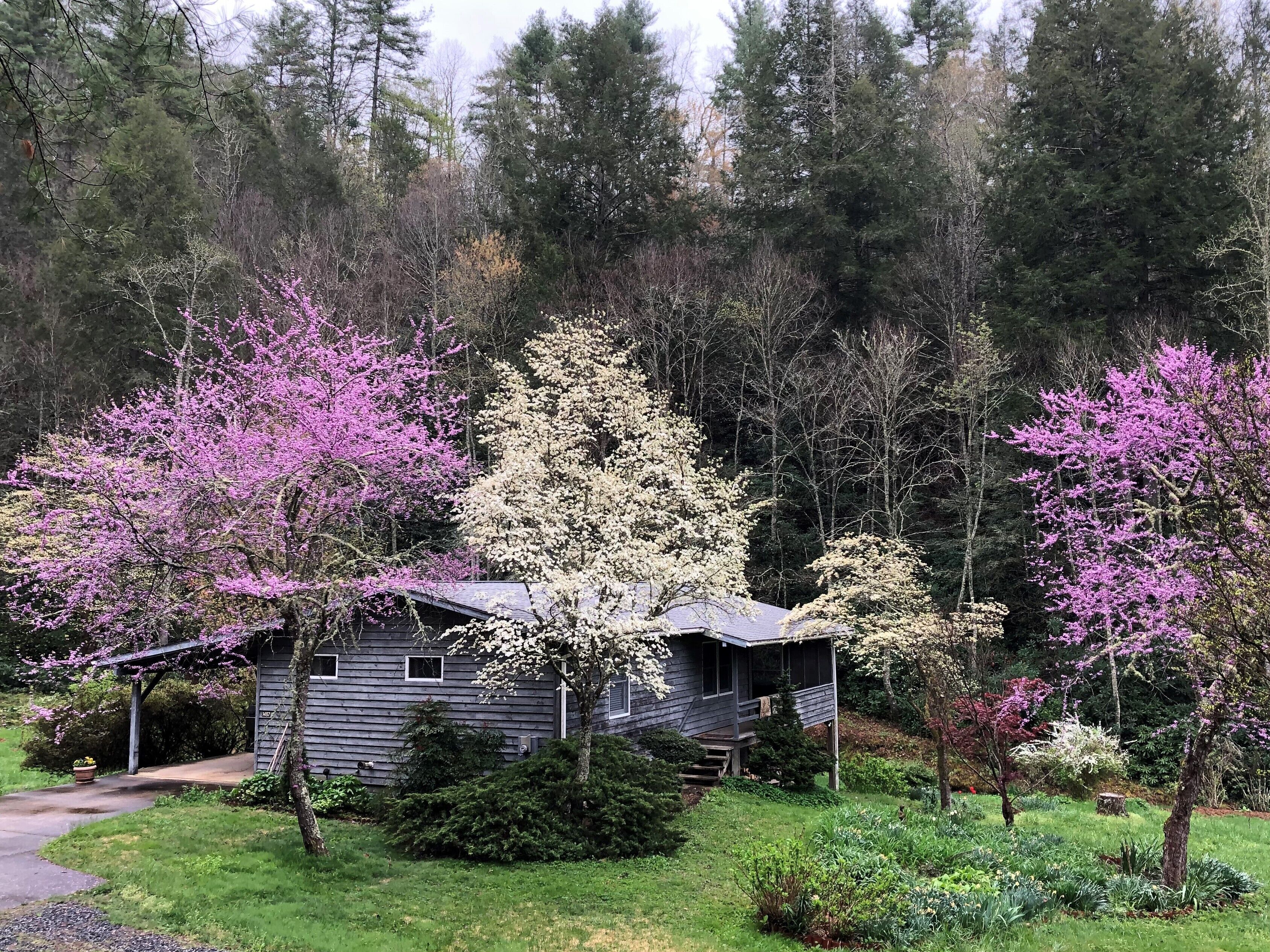Wilderness retreat near Asheville, Myra's Cottage offers comfort & adventure