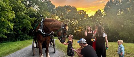 A horse-drawn carriage on a gravel path with people around it.