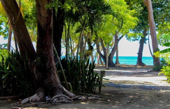 Una playa con árboles y una vista despejada del océano.