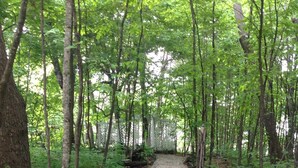 A stone pathway through a forest with trees and greenery on both sides.