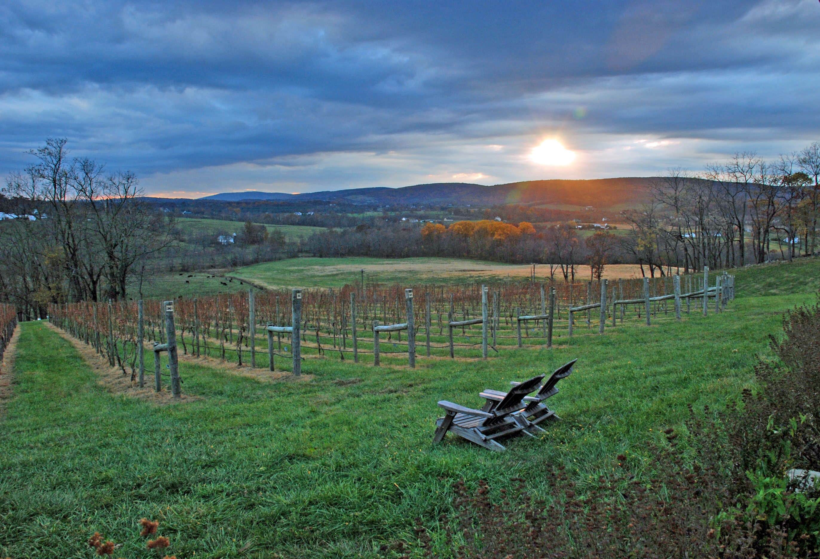 Un vignoble avec des rangées de vignes et une chaise en bois au premier plan.