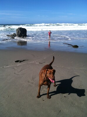 Beach - Kona Cabin in the Redwoods (Fort Bragg)