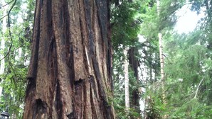Un grand arbre doté d’un tronc épais et d’un feuillage dense et verdoyant.