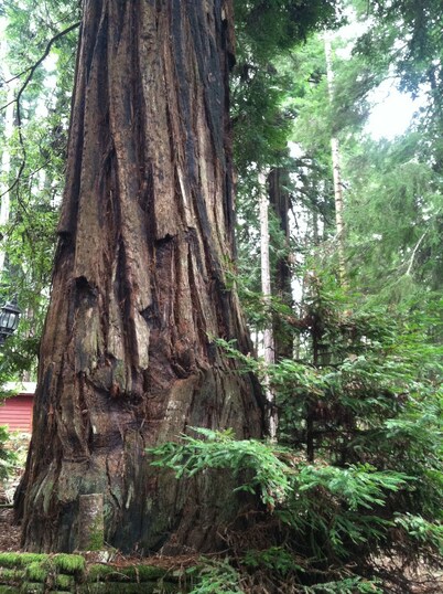 Kona Cabin in the Redwoods