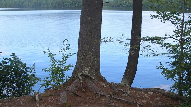 A lakeside campsite with two trees, a fire pit, and picnic tables.