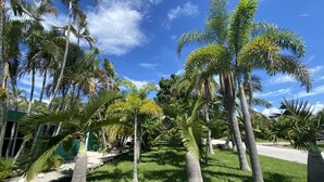 A lush garden with palm trees and a clear blue sky.