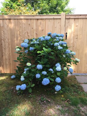 Exterior detail - Stroll to Surf Drive Beach and Main Street! (Falmouth)