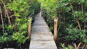 Una passerella in legno che si snoda attraverso una fitta area boschiva e verde.