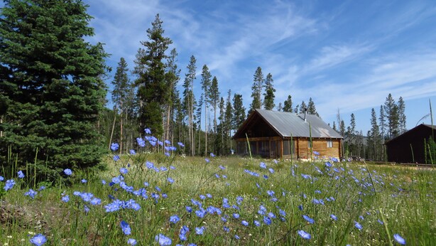 A cabin surrounded by tall pine trees and a field of blue flowers. - Bluebird cabin in Stanley, Idaho (Stanley)