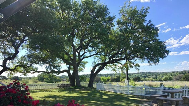 Un árbol grande en un área verde con una cerca blanca y bancos de piedra.
