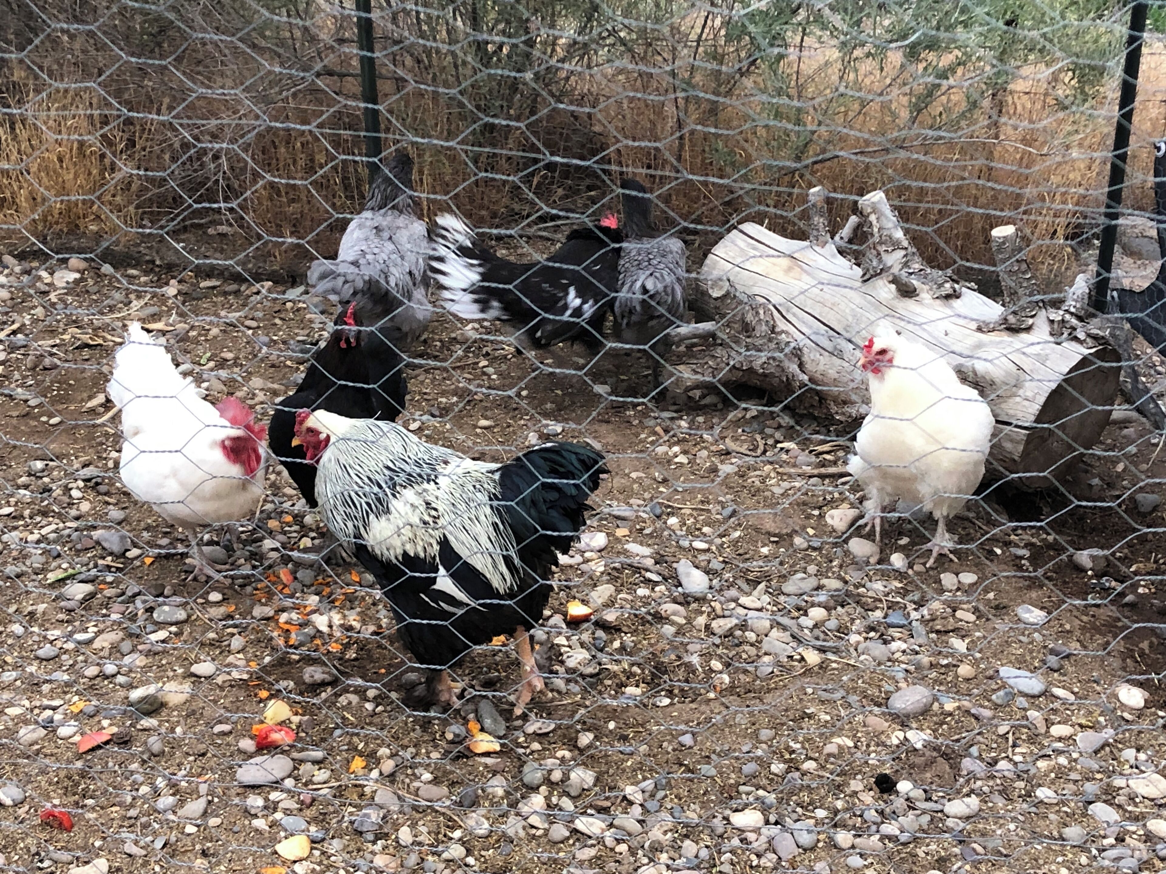 A chicken coop with wire fencing and a ground covered with gravel and small rocks.