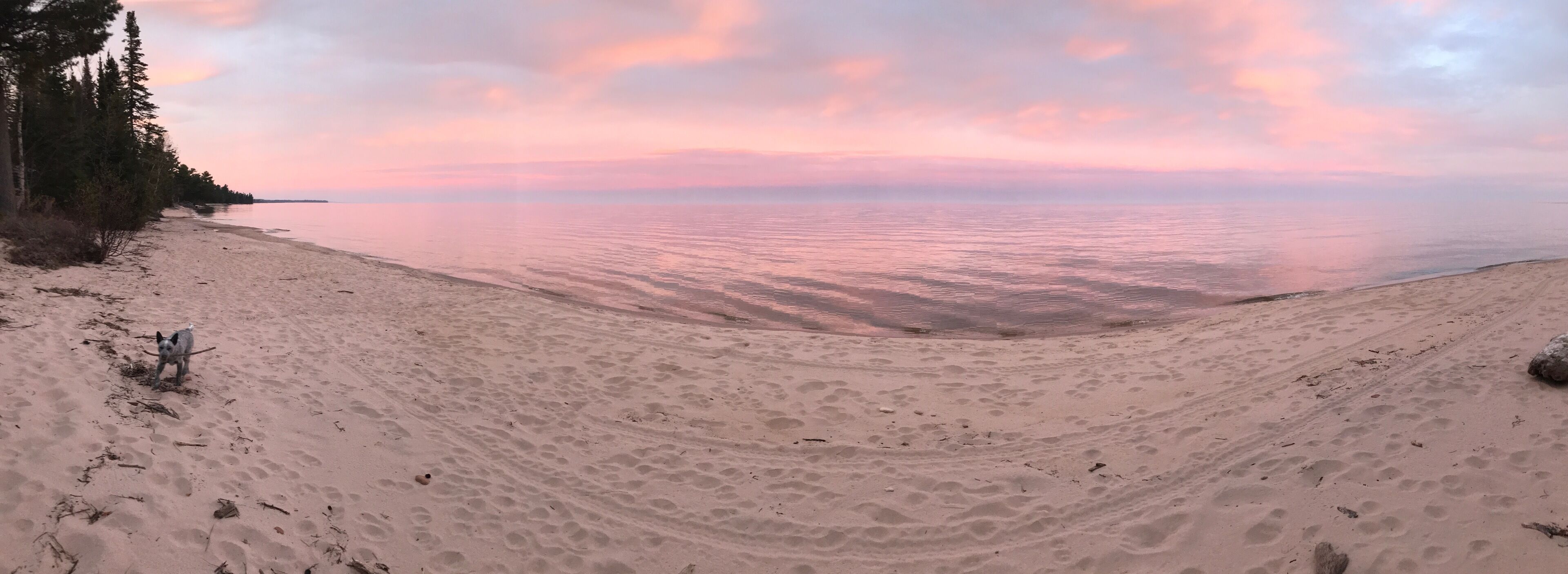 A beach with footprints and a dog, surrounded by trees and a calm sea under a pink sky.