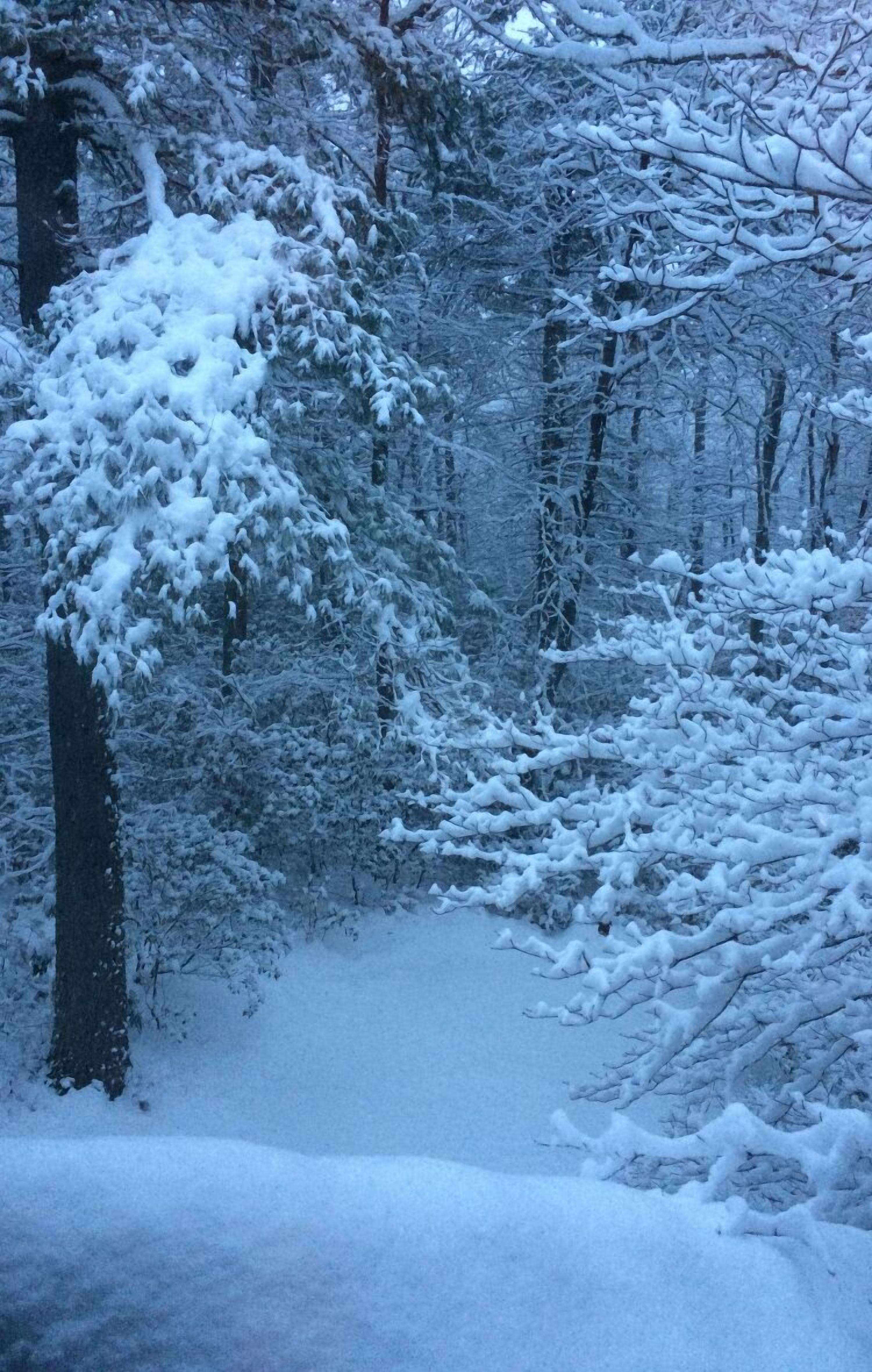 A snowy forest scene with dense trees and a snow-covered ground.