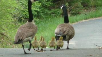 Gäss och deras ungar som promenerar på en asfalterad stig.