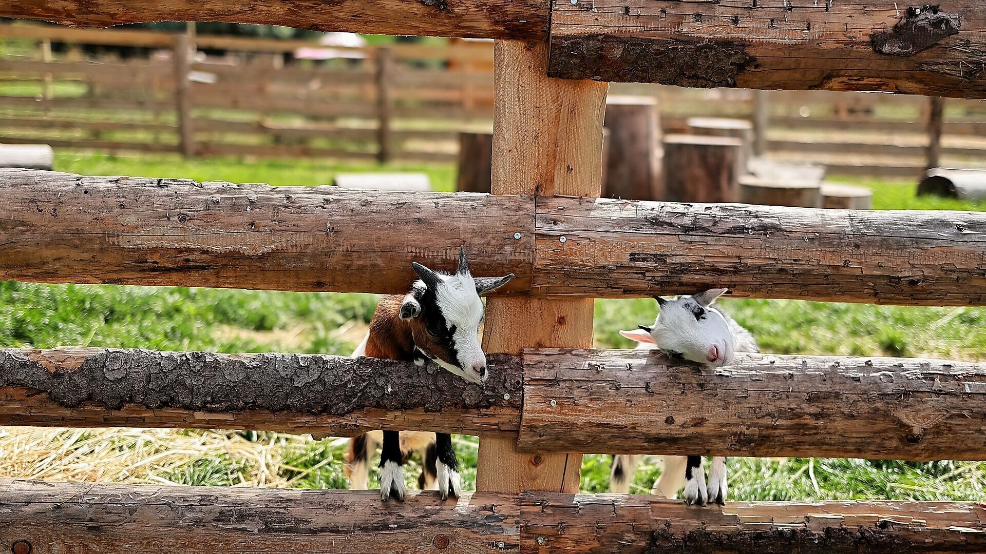 A rustic wooden fence with a goat peeking through the gaps.