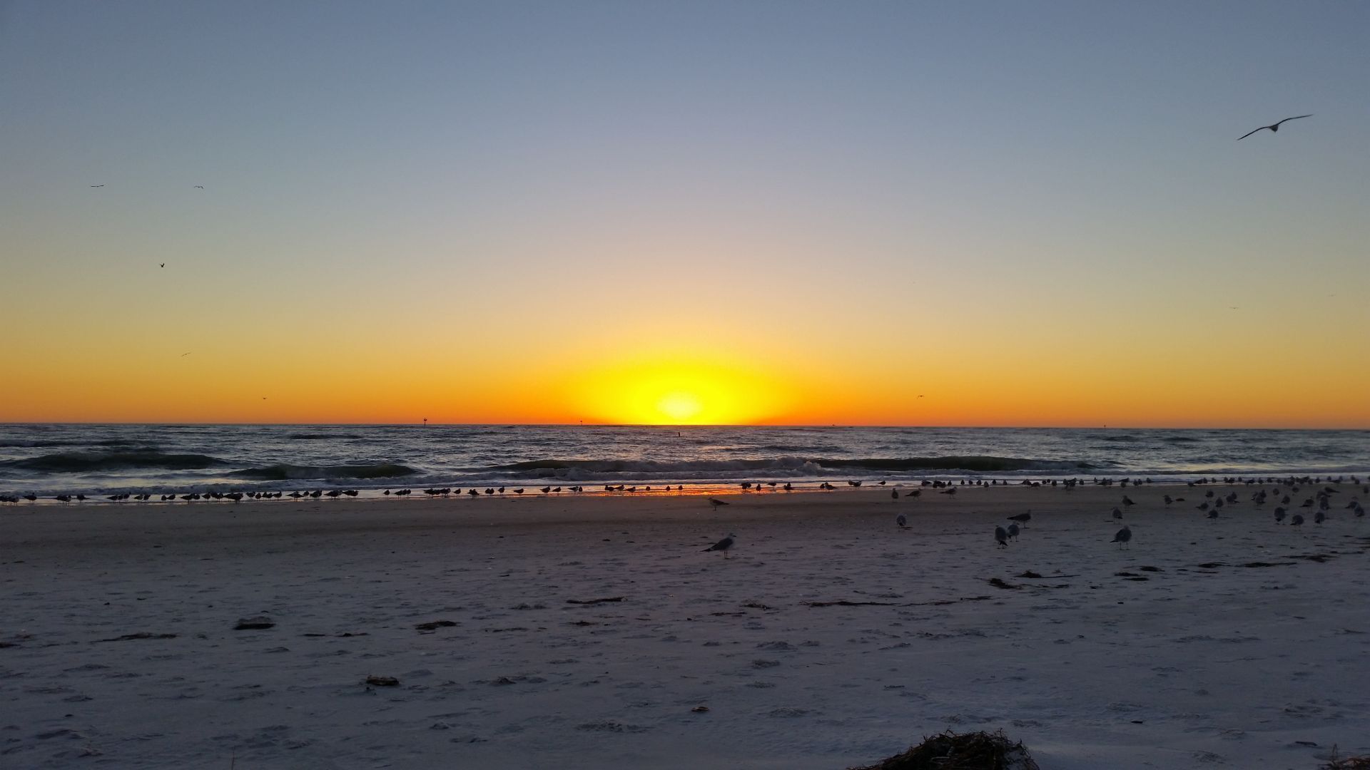 A beach with a sunset, waves, and birds.