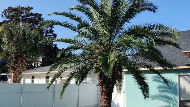 Een achtertuin met een zwembad, een palmbom, een witte schutting en een huis met een blauwe deur.