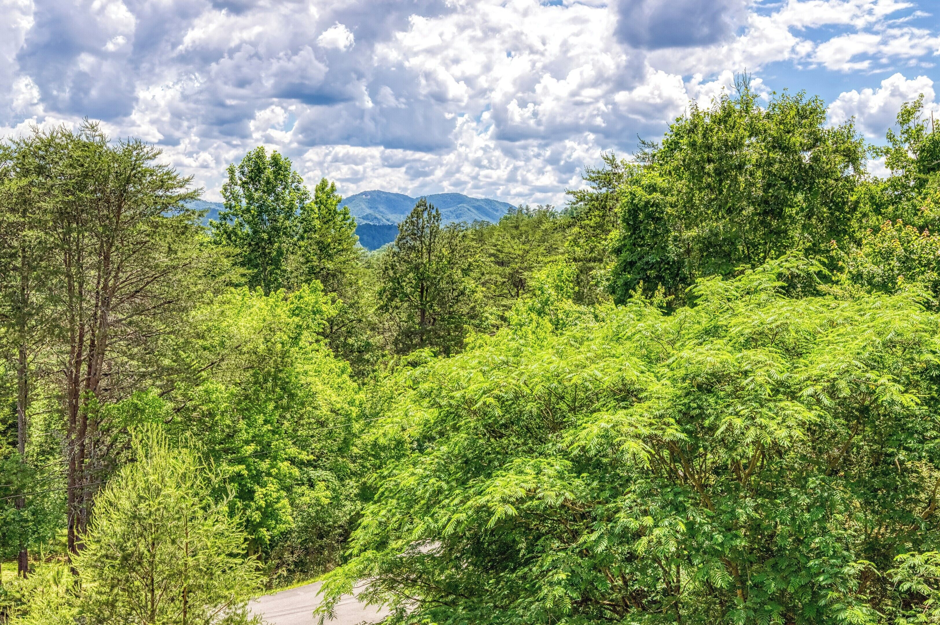A lush green forest with a road in the foreground and mountains in the background.