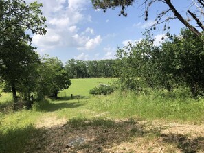 A natural landscape with trees, a grassy field, and a dirt path. - Bandera River House | Bandera | Deer | Private (Bandera)