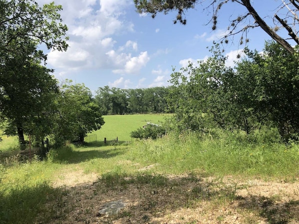 A natural landscape with trees, a grassy field, and a dirt path.