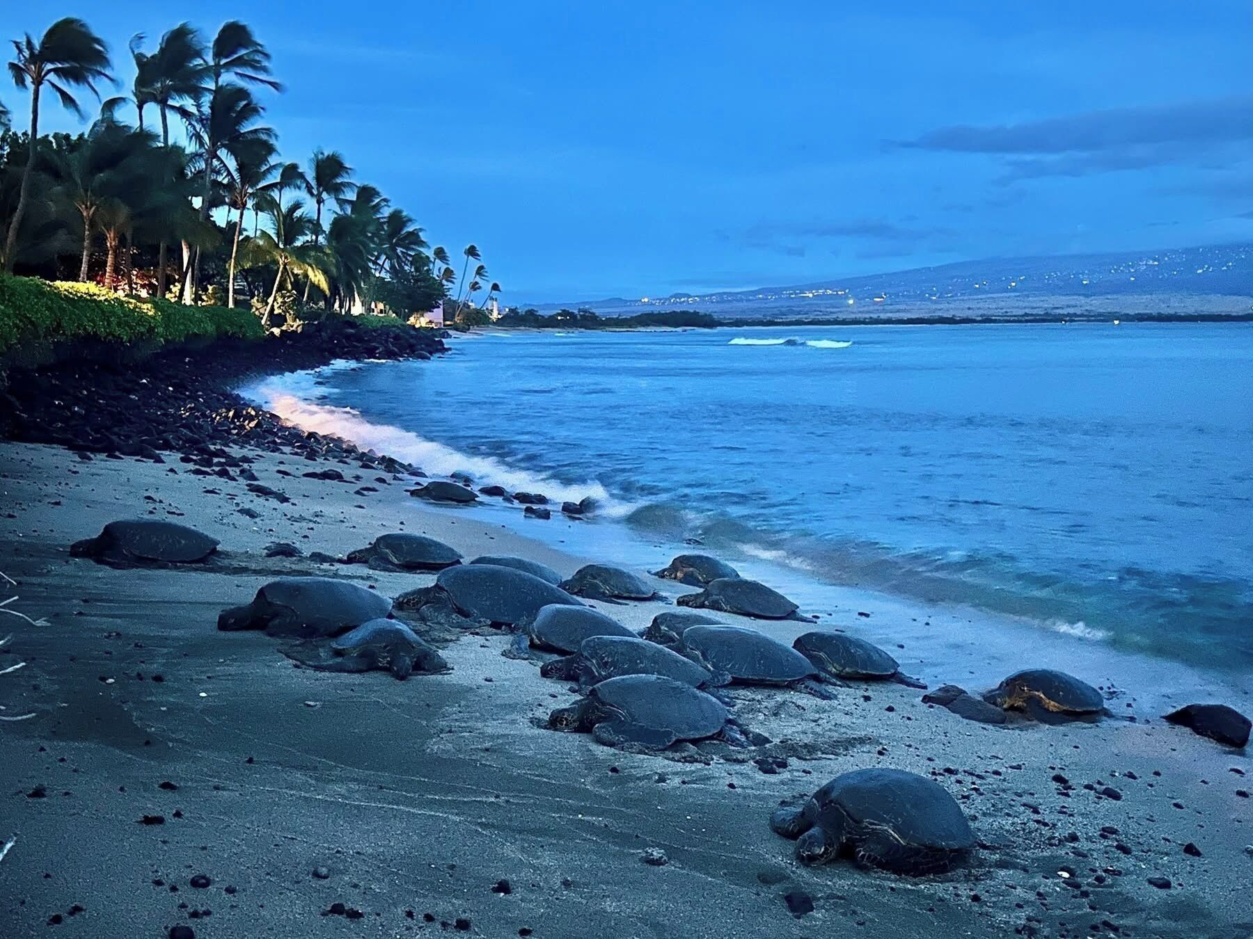 A beach with turtles on the sand and palm trees in the background.