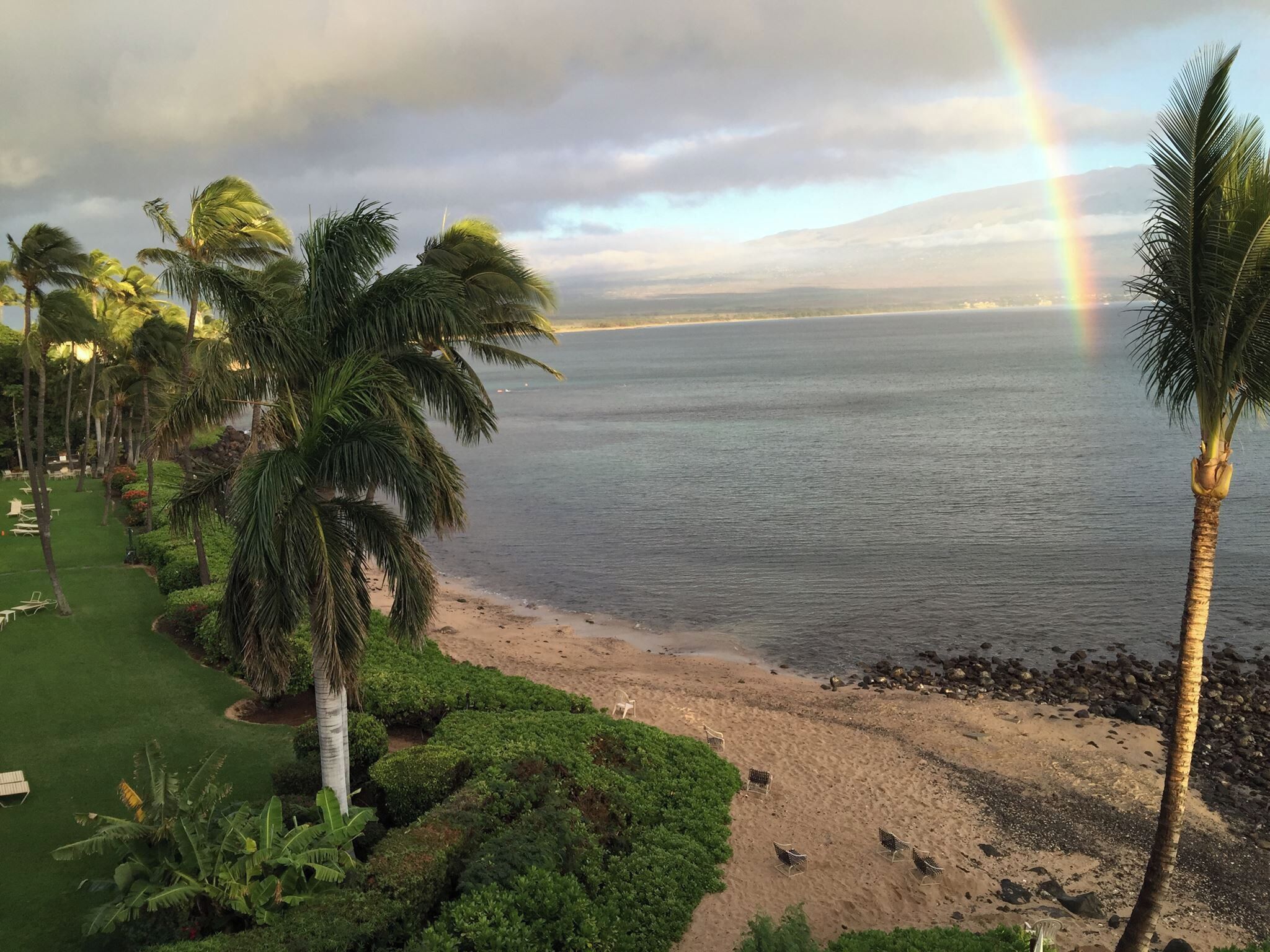 A beach with palm trees, a grassy area, and a view of the ocean.