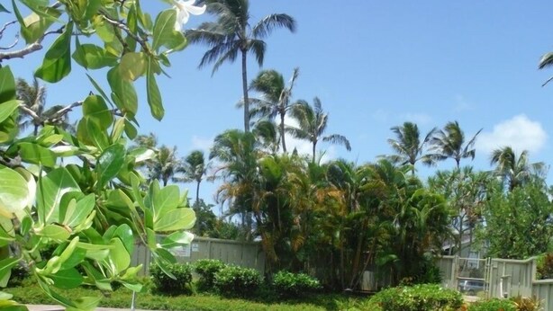 A swimming pool surrounded by palm trees and greenery. - Newly Renovated Turtle Bay Condo! Enjoy All The North Shore Has To Offer! (Kahuku)