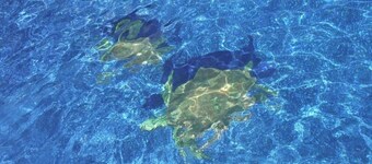 Newly Renovated Turtle Bay Condo! Enjoy All The North Shore Has To Offer!