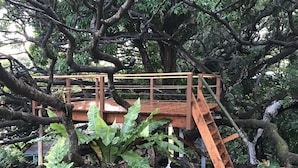 Una estructura de madera tipo terraza integrada en un árbol, rodeada de abundante vegetación.