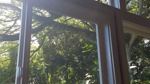 Una ventana con vistas a una vegetación densa y árboles.