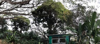 UNE MAISON GROTTO ENCHANTÉE SOUS DES ARBRES DE TAILLE JURASSIQUE EST UNE VOIE ROMANTIQUE