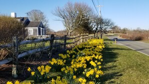 A rural road with a house on the left and a field of yellow daffodils in the foreground.