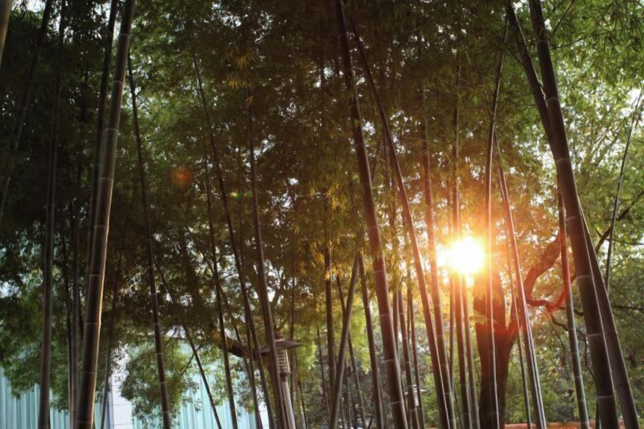 Un denso bosque de bambú con luz solar filtrándose entre las hojas.