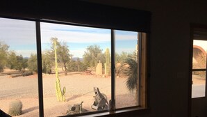 A room with a large window overlooking a desert landscape with cacti and trees. There are two chairs and a small table in the room. - Guesthouse, with quail, cactus, & desert. (Florence)