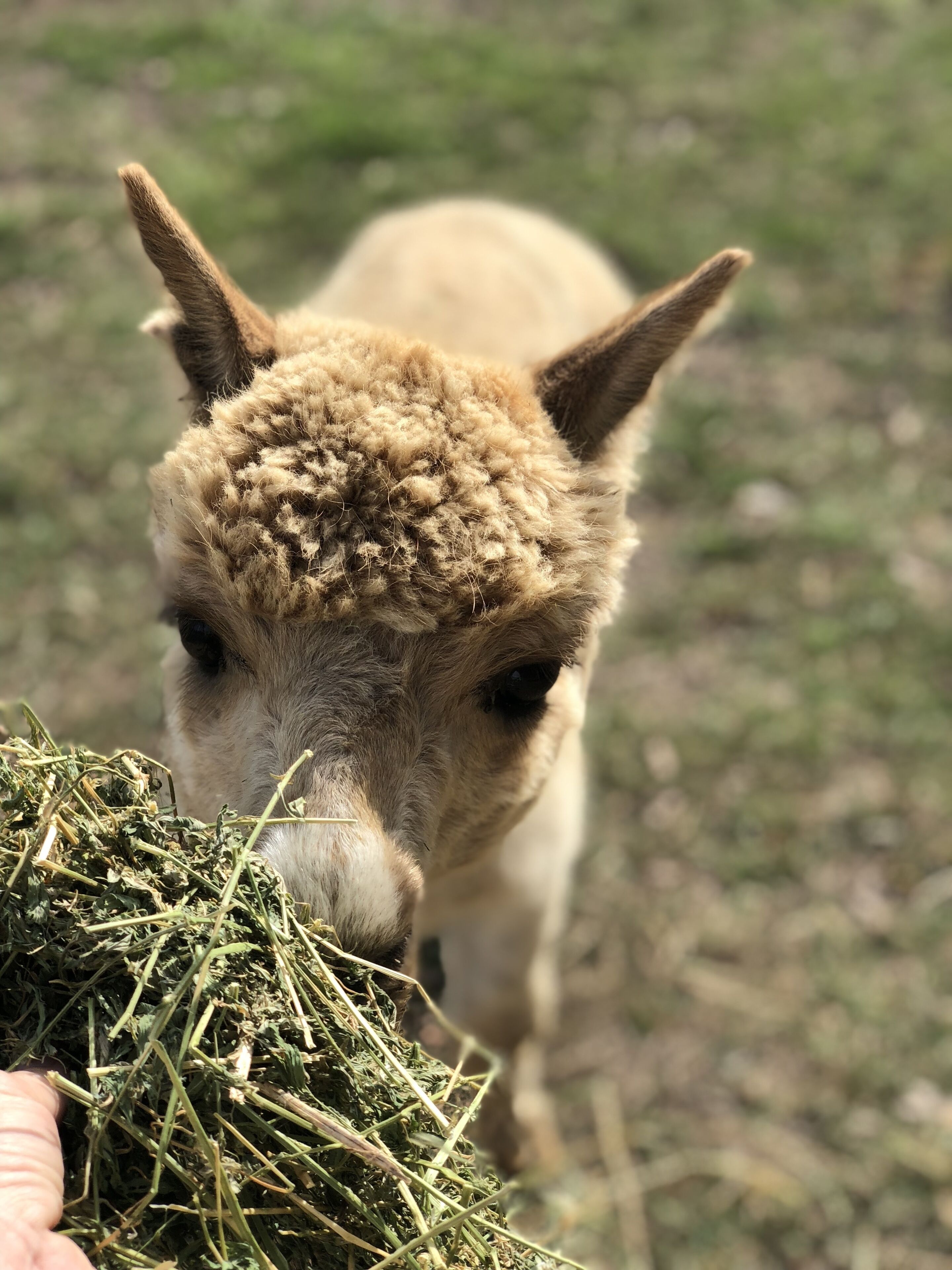 Luxury self-contained homestead and a farm full of beauty and adventure — image 19
