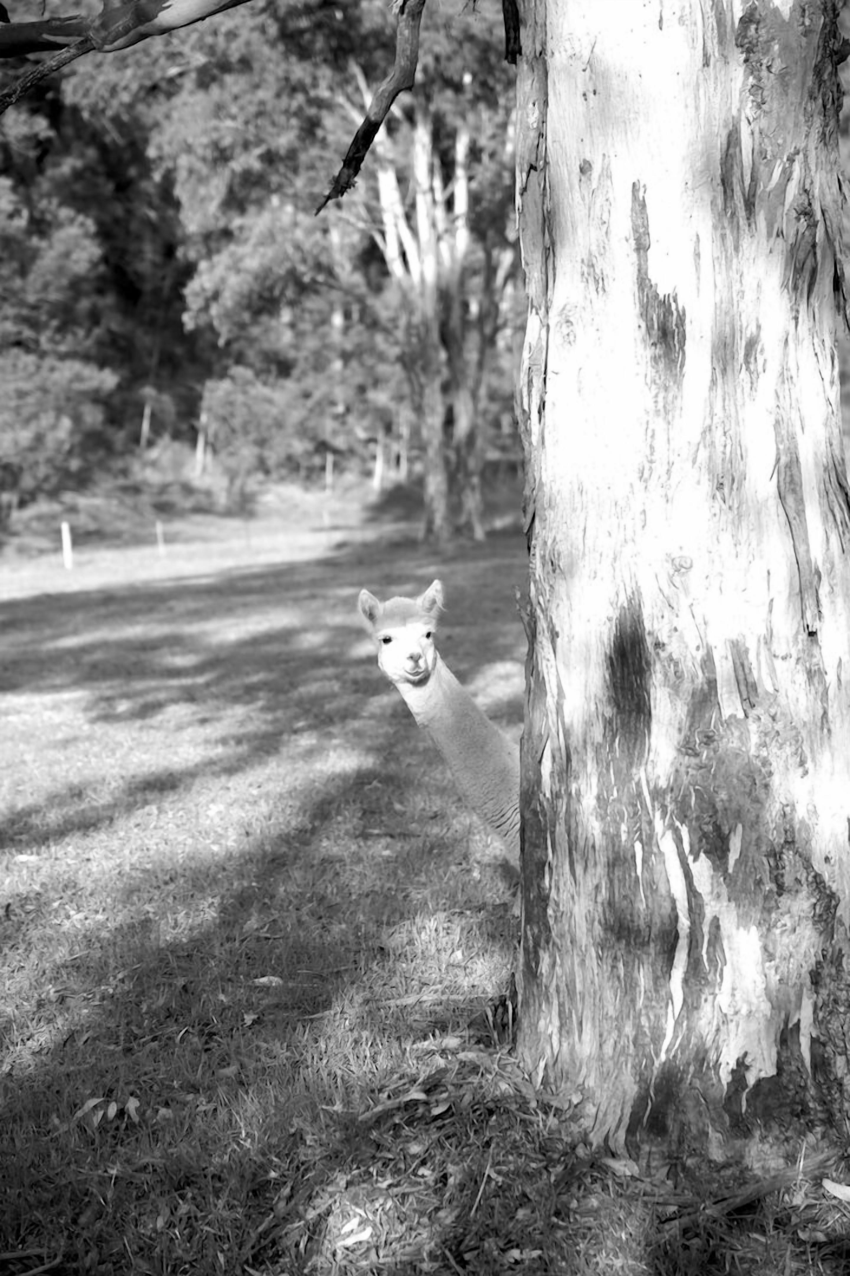 Luxury self-contained homestead and a farm full of beauty and adventure — image 23