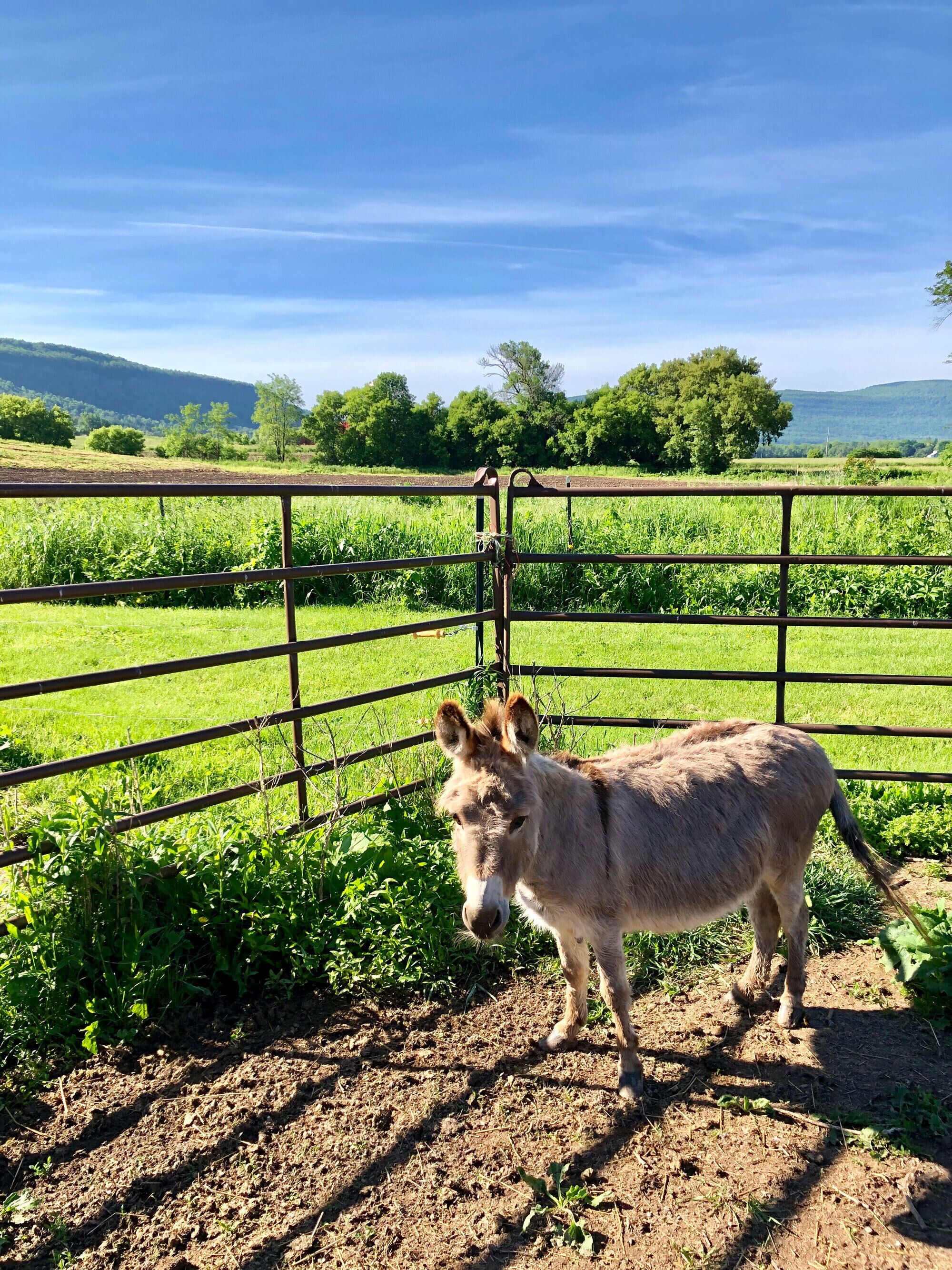 Jill the mom donkey