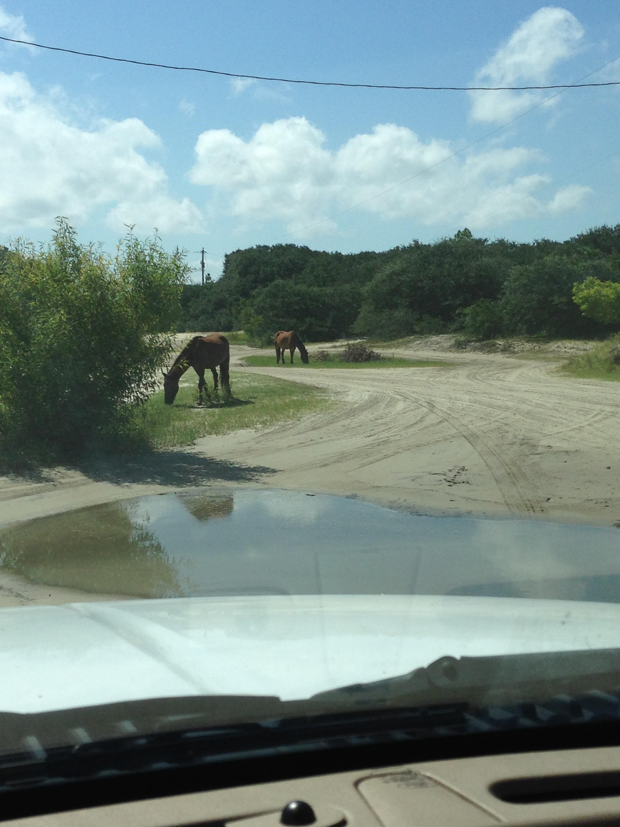 Cozy up in our newly-renovated efficiency suite surrounded by pristine wildlife.