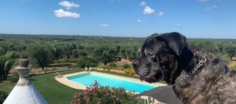 Mansion among the olive trees and horses