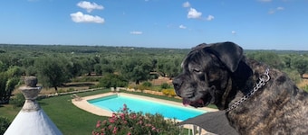 Mansion among the olive trees and horses