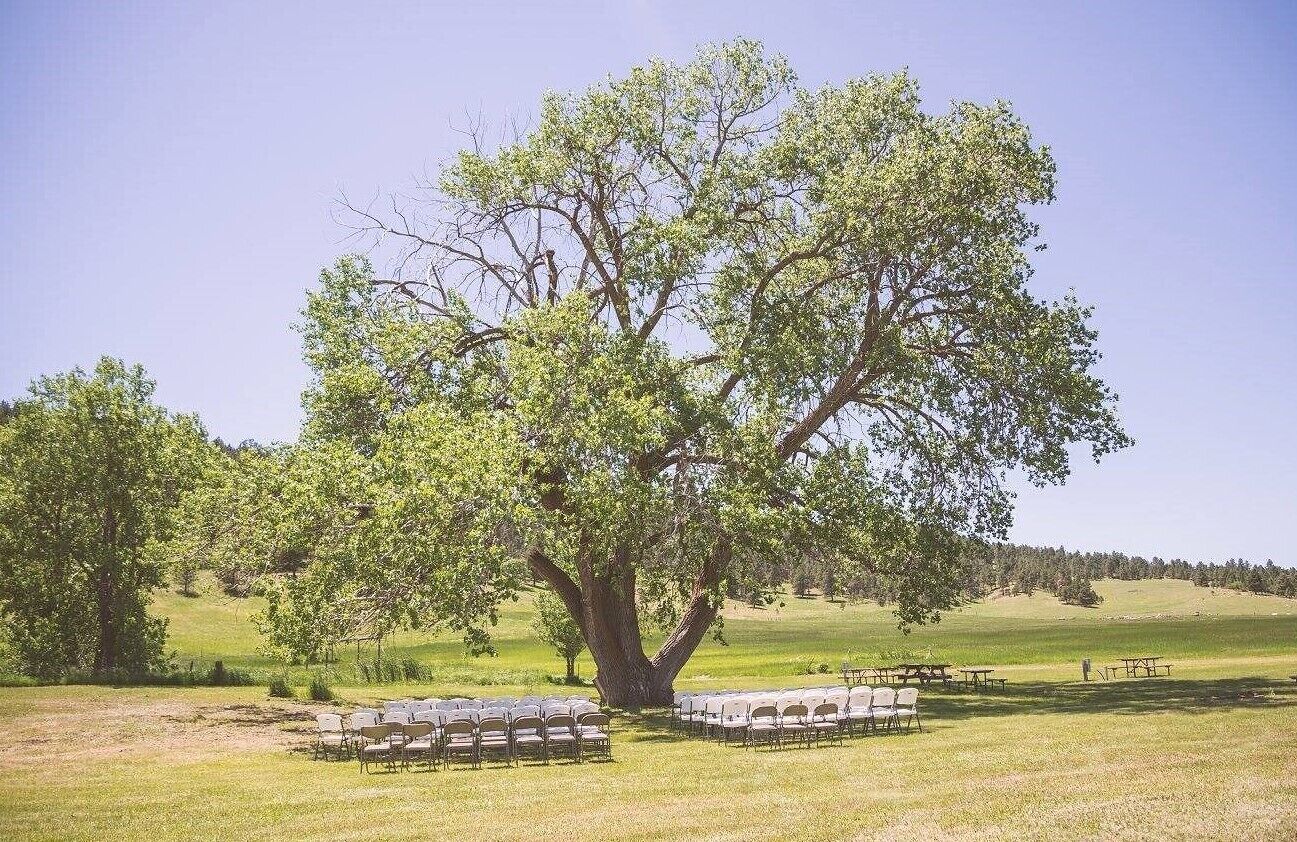 A large tree surrounded by outdoor seating with tables and chairs.