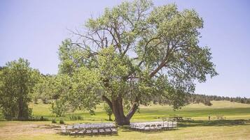 A large tree surrounded by outdoor seating with tables and chairs.