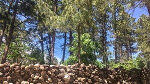 A forested area with a stack of logs in the foreground.