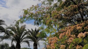 Ein Garten mit Palmen und blühenden Bäumen.