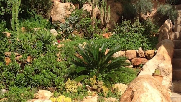 Un jardín con diversos cactus y suculentas, un sendero de piedra y una escalera con barandilla de metal.
