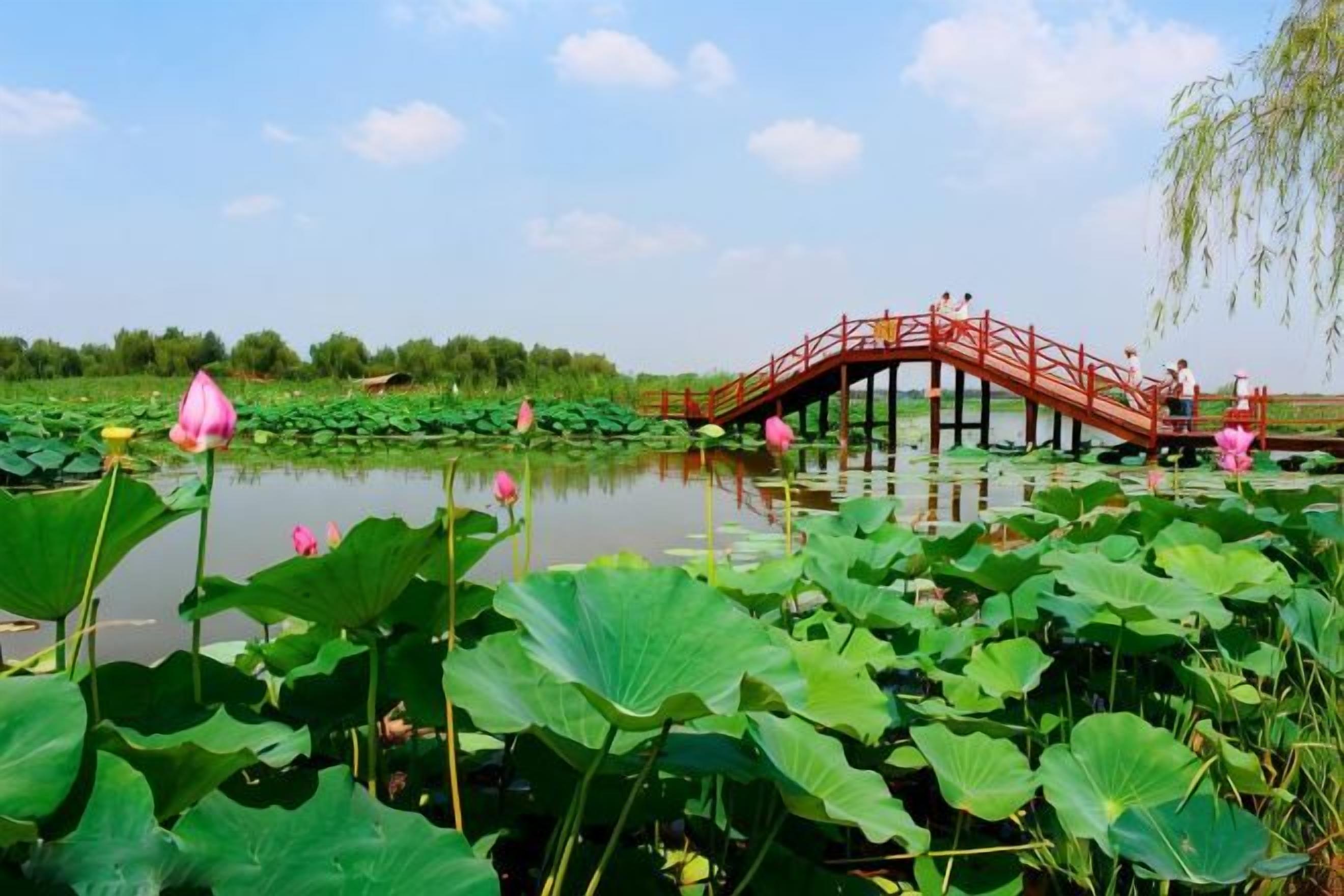 A red bridge over a pond with lotus flowers and greenery.
